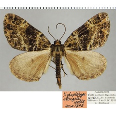 /filer/webapps/moths/media/images/E/elongata_Xylopteryx_HT_ZSMa.jpg
