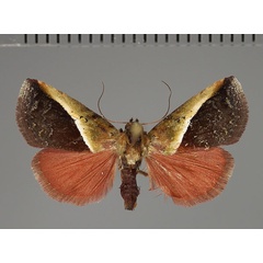 /filer/webapps/moths/media/images/D/divisa_Eustrotia_A_Fiebig_01.jpg