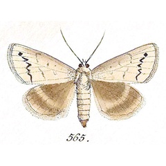 /filer/webapps/moths/media/images/I/illunaris_Clytie_A_Hubner_565.jpg