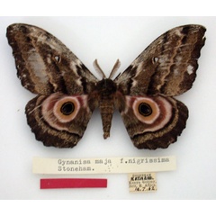 /filer/webapps/moths/media/images/N/nigrissima_Gynanisa_HT_NMK.jpg