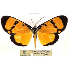 /filer/webapps/moths/media/images/Z/zenkeri_Heraclia_AF_RBINS_02.jpg