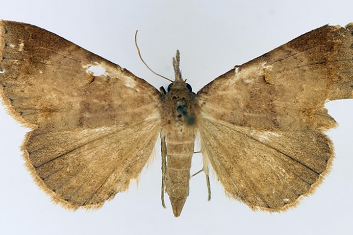 /filer/webapps/moths/media/images/P/poliophaea_Aburina_AF_TMSA_01.jpg