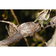 /filer/webapps/moths/media/images/M/marshalli_Cerurina_P_Riddell.jpg