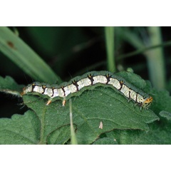 /filer/webapps/moths/media/images/A/albago_Xanthodes_C_Roland_01.jpg