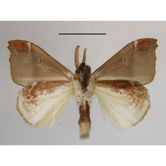/filer/webapps/moths/media/images/U/umbrata_Lomadonta_AM_MGCLb_01.JPG