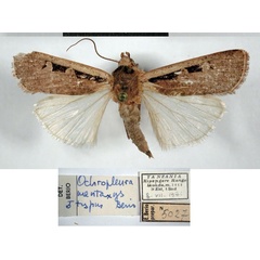 /filer/webapps/moths/media/images/M/mentaxys_Mentaxya_HT_MCSM.jpg