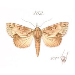 /filer/webapps/moths/media/images/U/uncinata_Saaluncifera_HT_Saalmuller_162_9kQkbyr.jpg