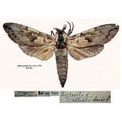 /filer/webapps/moths/media/images/S/sjostedti_Xyleutes_STM_SNHMa.jpg
