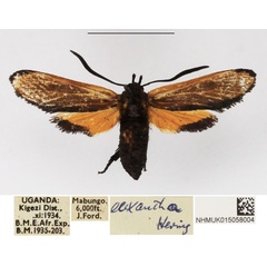 /filer/webapps/moths/media/images/E/euxantha_Netrocera_AF_NHMUK.jpg