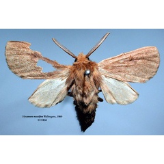 /filer/webapps/moths/media/images/M/maculifera_Metarctia_HT_SNHM_01.jpg