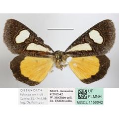 /filer/webapps/moths/media/images/G/gladatoria_Schausia_A_MGCLa_02.JPG