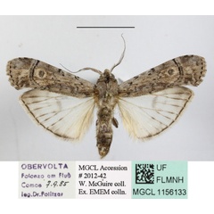 /filer/webapps/moths/media/images/C/congruata_Archistilbia_A_MGCLa_01.JPG