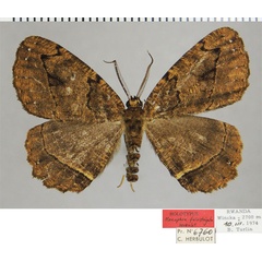 /filer/webapps/moths/media/images/F/fulvistrigata_Menophra_HT_ZSMa.jpg