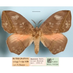/filer/webapps/moths/media/images/S/salmonea_Acrojana_A_MGCLa_01.JPG
