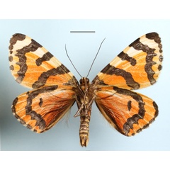 /filer/webapps/moths/media/images/M/mayeri_Callioratis_A_MGCLb_01.JPG