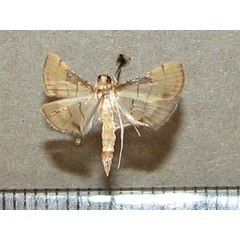 /filer/webapps/moths/media/images/P/poeyalis_Marasmia_A_Goff_01.jpg