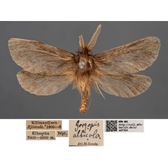 /filer/webapps/moths/media/images/A/alticola_Gorgopis_AM_MfN_01.jpg