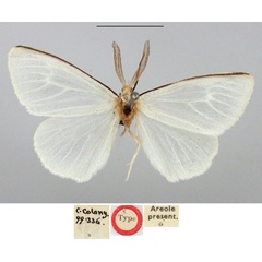 /filer/webapps/moths/media/images/N/nigricosta_Olapa_HT_BMNH.jpg