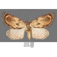 /filer/webapps/moths/media/images/L/lignosa_Paracroria_AF_Mueller_01.jpg