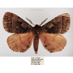 /filer/webapps/moths/media/images/A/angulata_Poloma_AM_TMSA_01.jpg