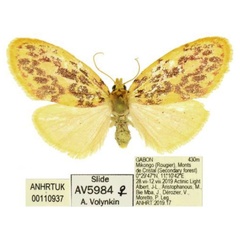 /filer/webapps/moths/media/images/C/camerunensis_Palaeugoa_AF_ANHRT.jpg