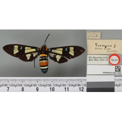 /filer/webapps/moths/media/images/F/formosa_Glaucopis_ST_BMNHa.jpg