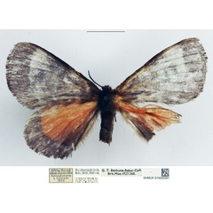 /filer/webapps/moths/media/images/V/velutina_Vianga_AF_NHMUK.jpg