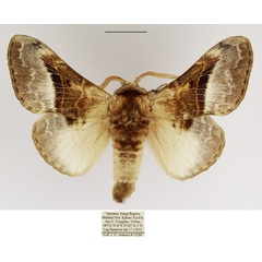 /filer/webapps/moths/media/images/A/affinis_Schausinna_AM_TMSA.jpg