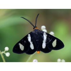 /filer/webapps/moths/media/images/T/trifasciata_Pitthea_A_Grimm.jpg