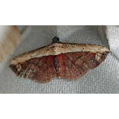 /filer/webapps/moths/media/images/S/semiscripta_Lophoruza_A_Voaden_4KYeKQL.jpg