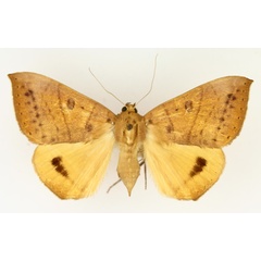 /filer/webapps/moths/media/images/K/klugii_Heliophisma_AF_TMSA_02.jpg