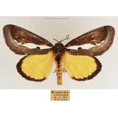 /filer/webapps/moths/media/images/M/marshalli_Paratuerta_AM_TMSA_02.jpg