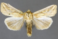 Mythimna homoeoptera