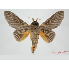 /filer/webapps/moths/media/images/G/greyi_Gastroplakaeis_A_Albertb_01.jpg