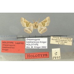 /filer/webapps/moths/media/images/K/kalahariensis_Drepanogynis_HT_TMSA.jpg