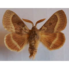 /filer/webapps/moths/media/images/T/trifolii_Lasiocampa_AM_Stroehle_01.jpg