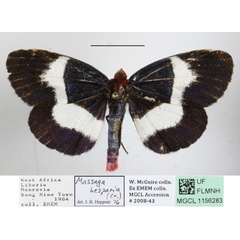 /filer/webapps/moths/media/images/H/hesparia_Massaga_A_MGCLa_02.JPG