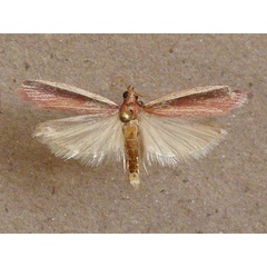 /filer/webapps/moths/media/images/C/concinnella_Maliarpha_A_Butler.jpg