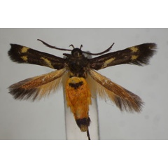 /filer/webapps/moths/media/images/D/dorsistrigata_Eretmocera_HT_BMNH.jpg