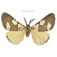 /filer/webapps/moths/media/images/B/barlowi_Nothabraxas_AM_NHMUK.jpg