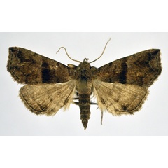 /filer/webapps/moths/media/images/F/fractalis_Hipoepa_A_NHMO.jpg