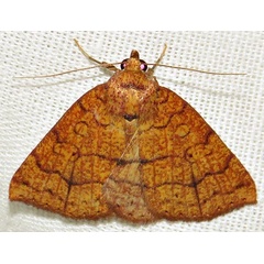 /filer/webapps/moths/media/images/T/tritonias_Raparnodes_A_Braun_11.jpg