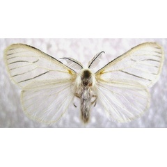 /filer/webapps/moths/media/images/N/nudiuscula_Hyaloperina_AM_Buckham-Bonnet.JPG