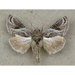 /filer/webapps/moths/media/images/A/arachnoides_Trichoplusia_A_Butler.jpg