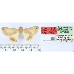 /filer/webapps/moths/media/images/O/omana_Clytie_HT_BMNH.jpg