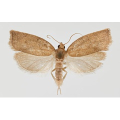 /filer/webapps/moths/media/images/C/crispata_Clepsis_AM_ZMHB.jpg