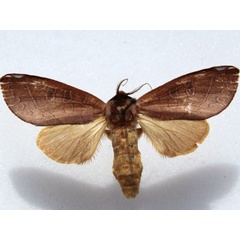 /filer/webapps/moths/media/images/C/citrina_Janthinisca_AF_Goff_03.jpg
