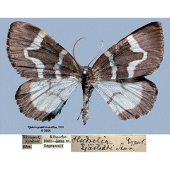 /filer/webapps/moths/media/images/S/sjostedti_Hydrelia_STM_SNHMa_VVLdulj.jpg