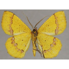 /filer/webapps/moths/media/images/L/leucicolor_Petrodava_AM_ZSMb.jpg