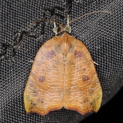 /filer/webapps/moths/media/images/S/subolivacea_Acripia_A_Heynsa.jpg